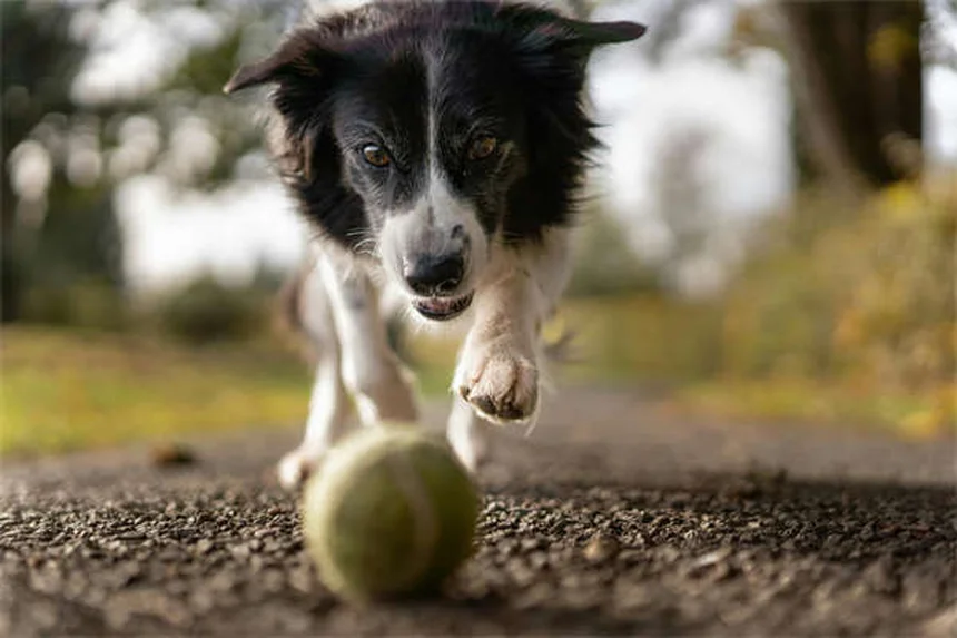 子犬の嘔吐と下痢、いつ病院へ？危険なサインを見極める完全ガイド