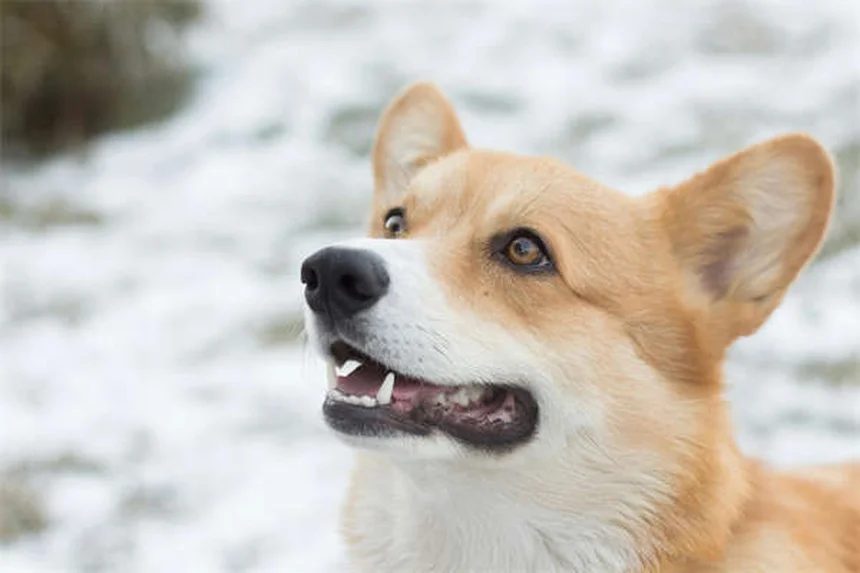 子犬の嘔吐と下痢、いつ病院へ？危険なサインを見極める完全ガイド