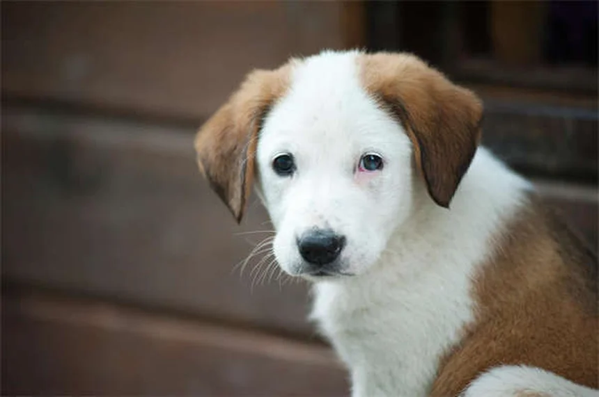 茶杯犬は買ってはいけない？知っておきたい健康リスクと倫理問題