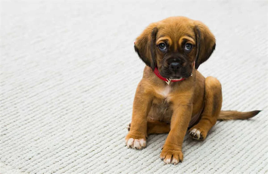 犬の肥満細胞腫にToceranib（パラディア®）が効く？驚きの真実と副作用対策