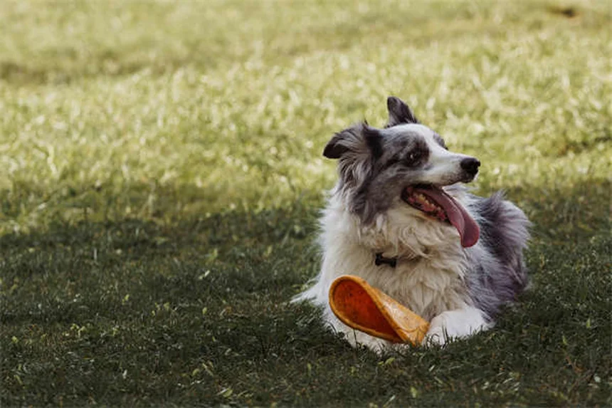 犬のベンゾジアゼピン中毒 飼い主が知るべき症状と緊急対処法