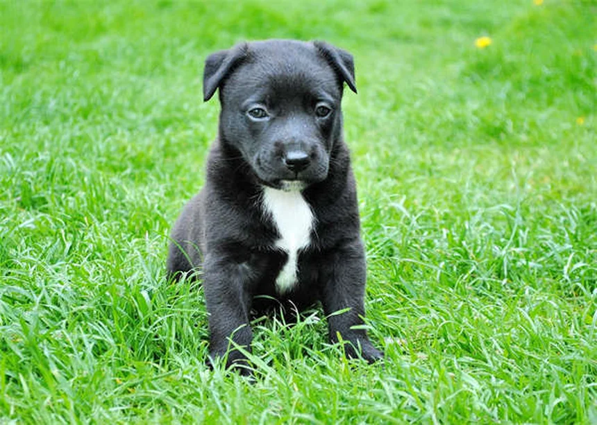 犬にアセトアミノフェン（タイレノール®）は危険？獣医師が教える正しい知識と安全な代わり