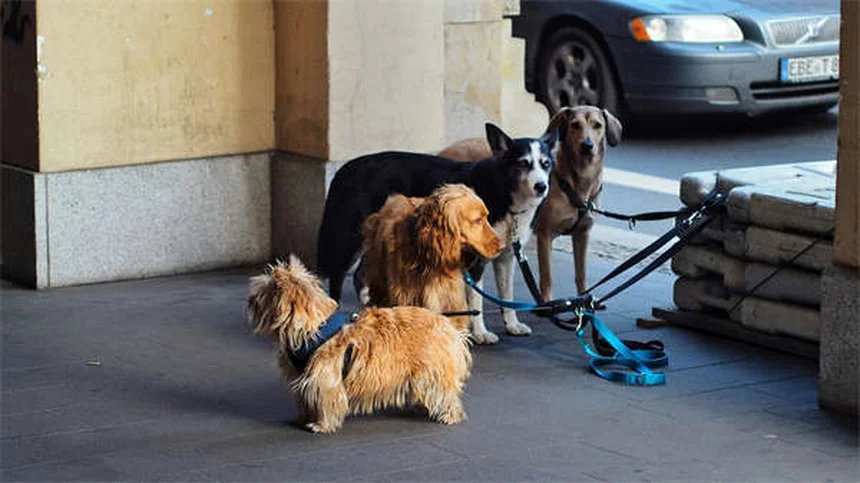 動物病院でペットを連れて行く時にやってはいけないこと｜獣医師が教える失敗しない7つのポイント