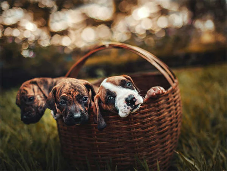 オランダのウォームブラッドの本当のところ：飼い方と健康問題の5つの注意点