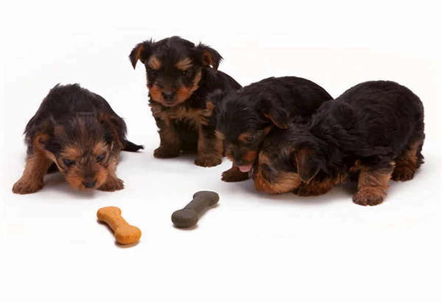 オンダンセトロン【獣医師が教える】犬猫の吐き気止めの副作用・正しい使い方・注意点を解説