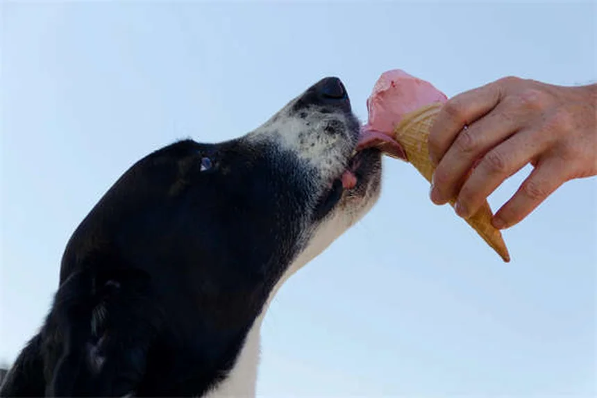 犬のベストフレンドを見分ける5つのサインとそのメリット