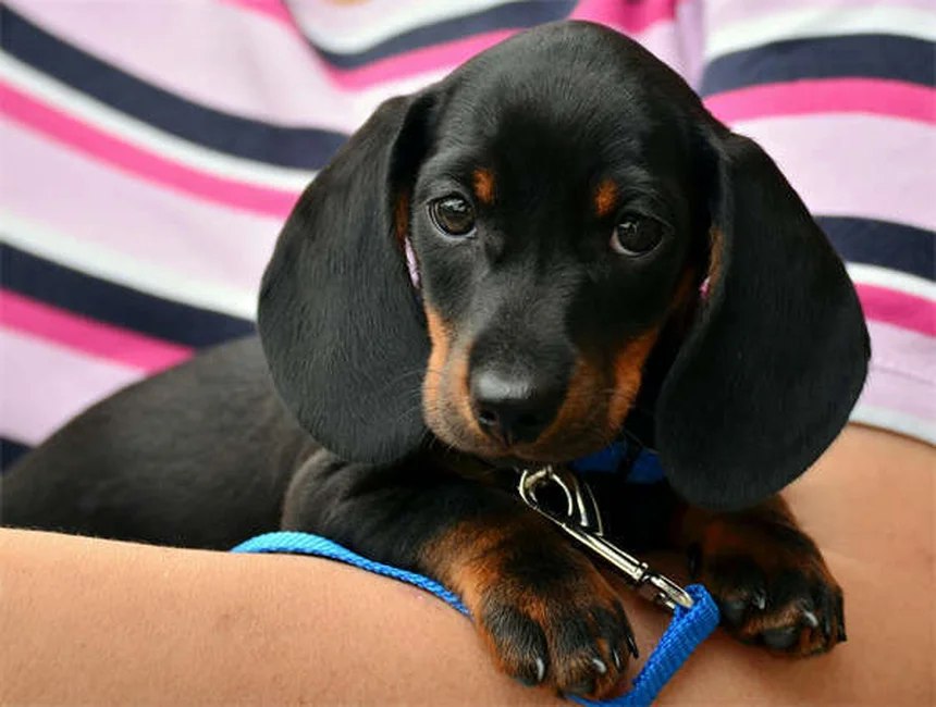 犬のベストフレンドを見分ける5つのサインとそのメリット