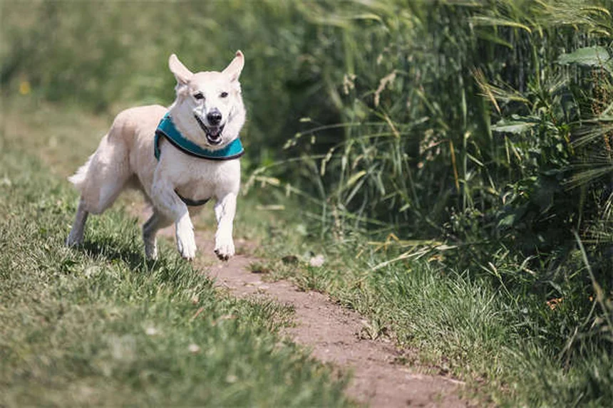 犬のホットスポットの治し方とは？自宅ケアから予防まで獣医推奨の対策