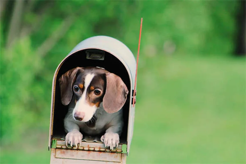 犬のホットスポットの治し方とは？自宅ケアから予防まで獣医推奨の対策