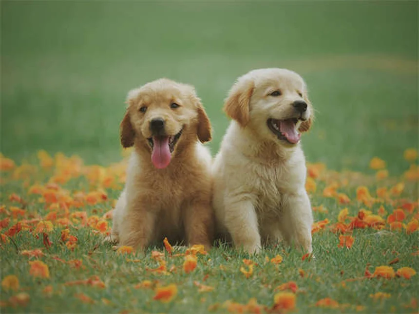 子犬を迎える準備リスト！失敗しないための必須アイテム12選