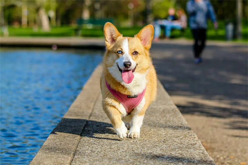 愛犬用ハーネスの使い方｜引っ張り防止に効果的な装着術とおすすめタイプ