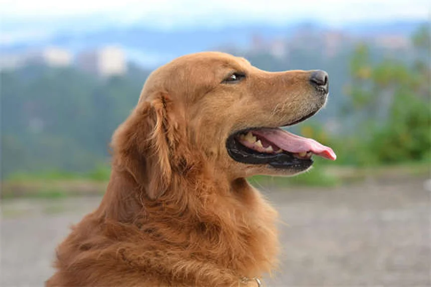 犬アレルギーの症状チェックリストと治療法を徹底解説