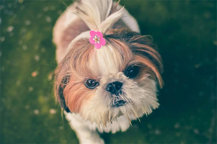 三本足の犬や猫が思ったより元気な理由と健康管理のコツ