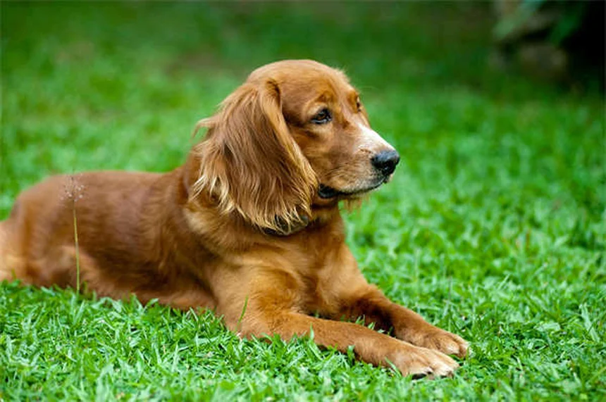 三本足の犬や猫が思ったより元気な理由と健康管理のコツ