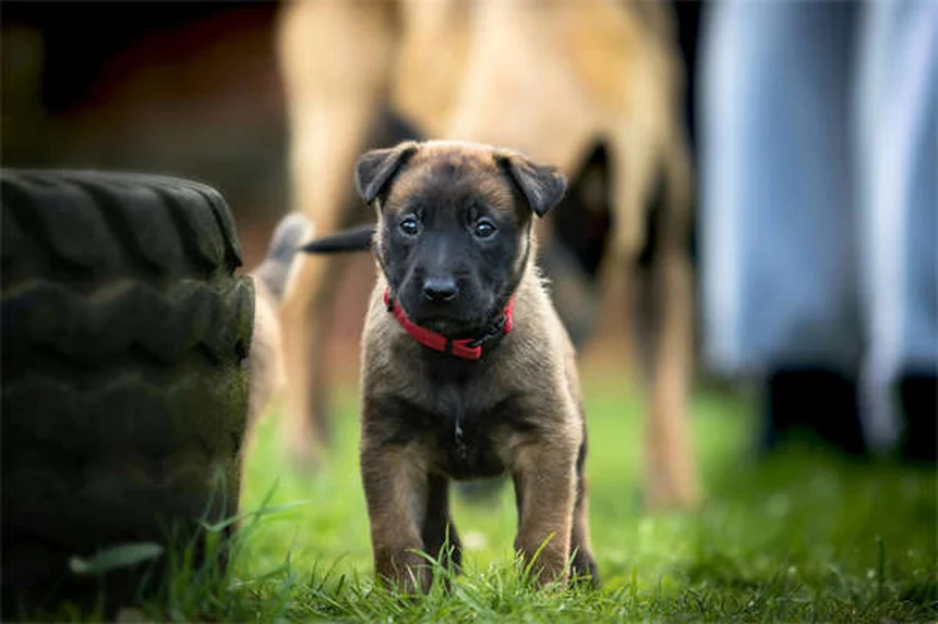 ハリケーン対策！愛犬を守るための5つの準備と避難のコツ