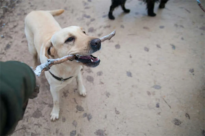 子犬・成犬別！犬がリードで歩かない5つの理由と解決法