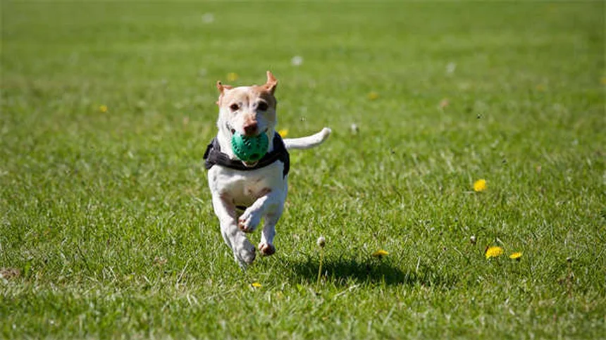 犬の産仔数は平均何匹？犬種別の目安と影響する要因を解説